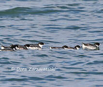 Guillemot à cou blanc