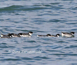 Guillemot à cou blanc
