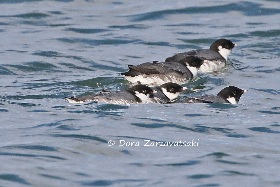 Guillemot à cou blanc