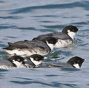 Guillemot à cou blanc