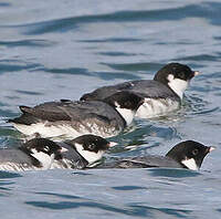 Guillemot à cou blanc