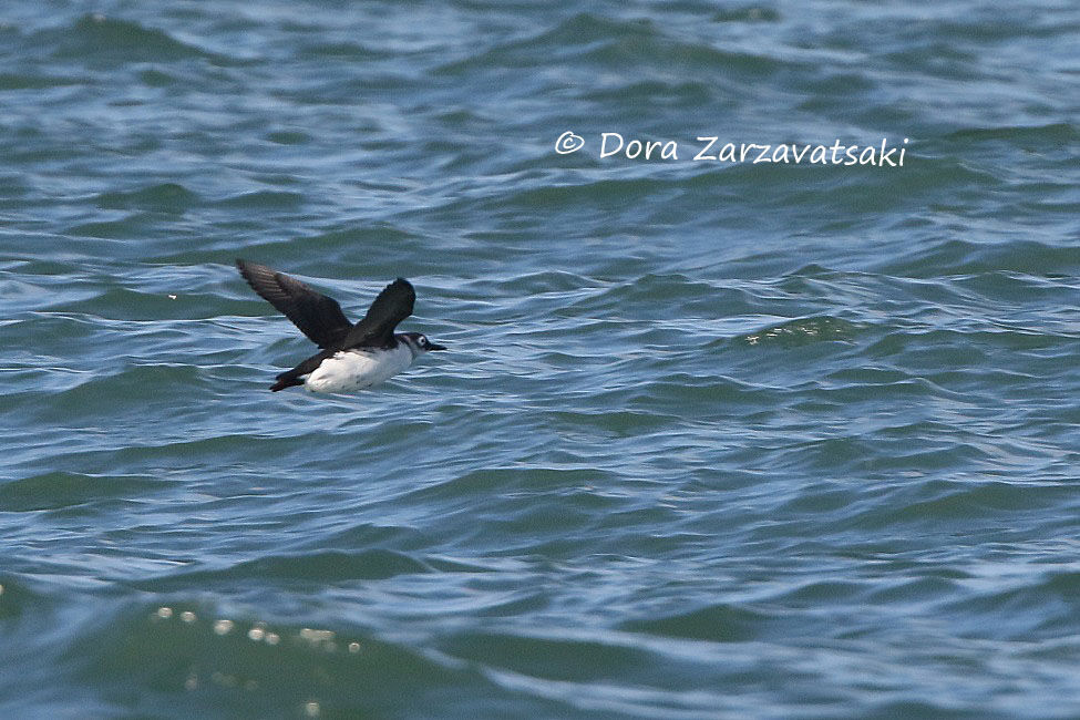 Guillemot à lunettes