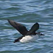 Guillemot à lunettes