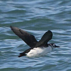 Guillemot à lunettes