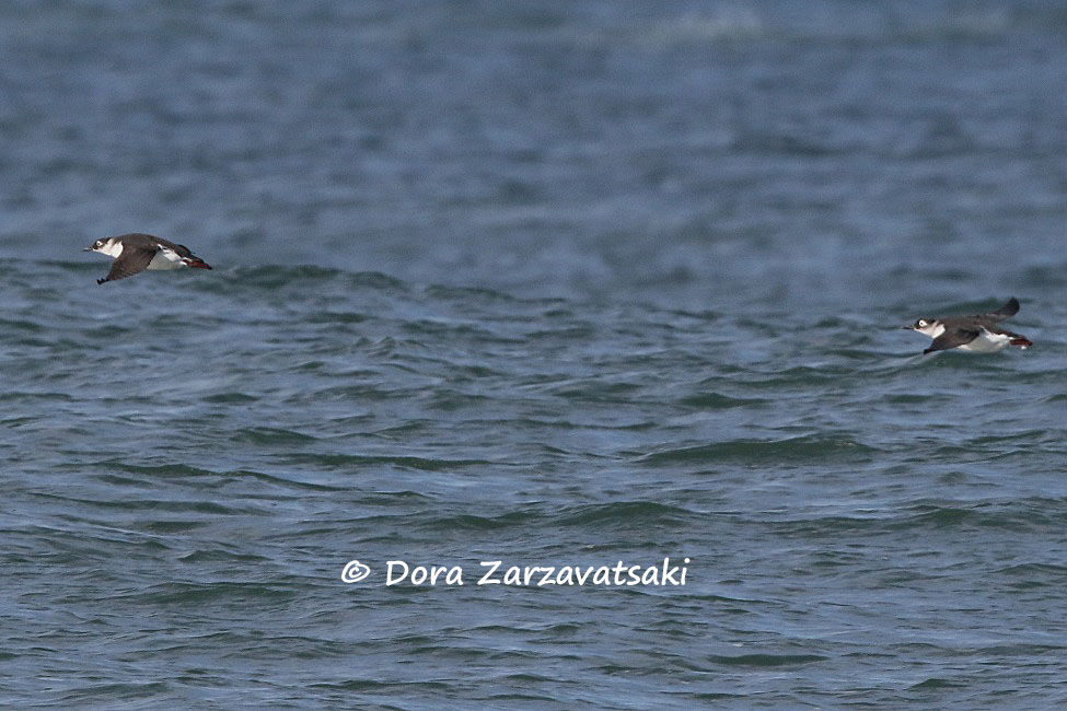 Guillemot à lunettes