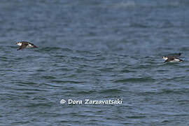 Spectacled Guillemot