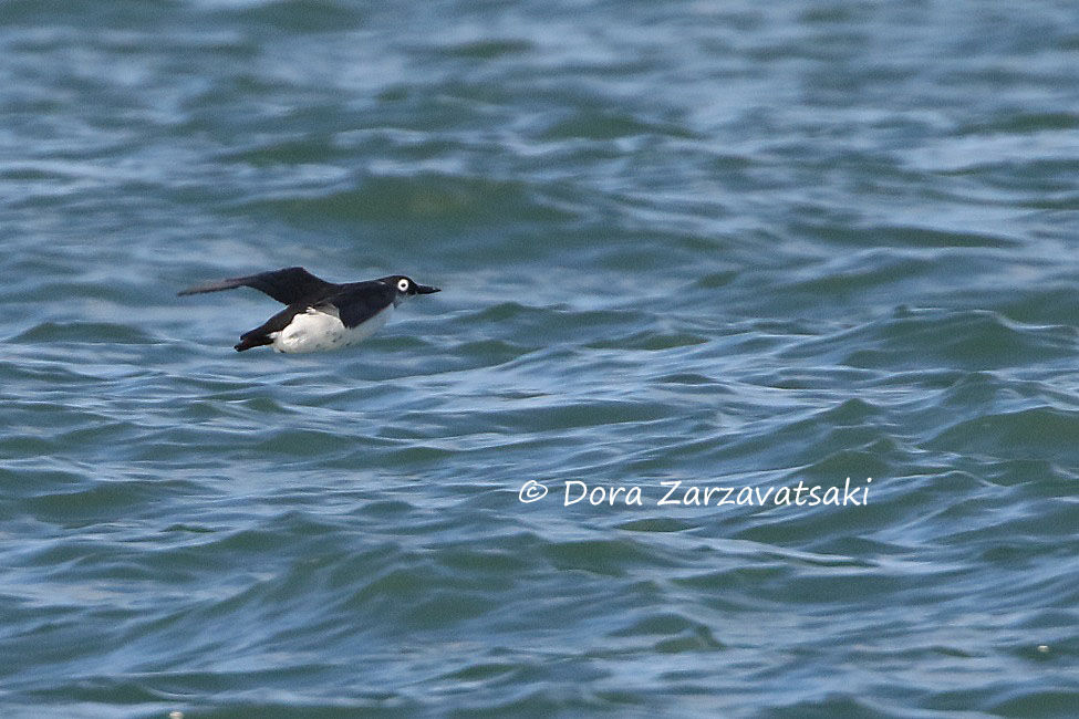 Spectacled Guillemot