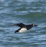 Guillemot à lunettes