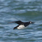 Spectacled Guillemot