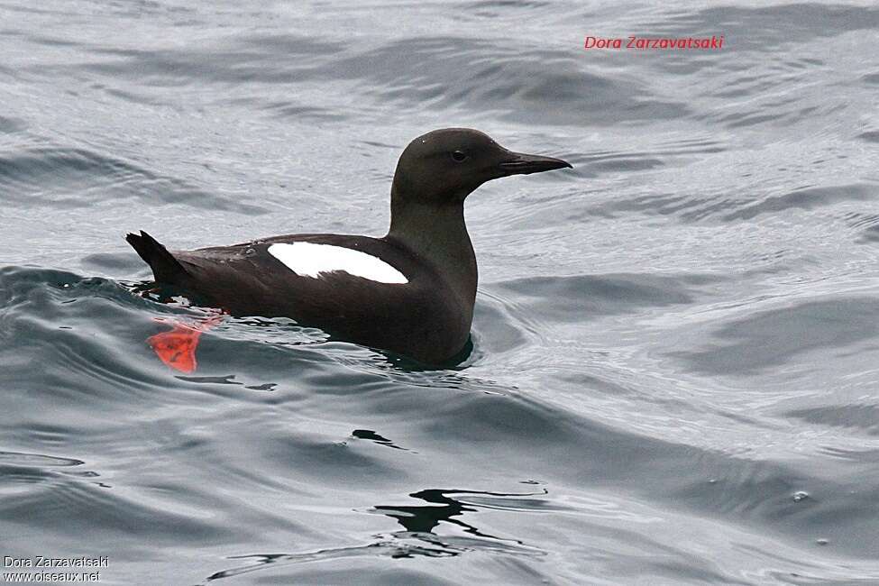 Black Guillemotadult, pigmentation, swimming