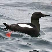 Black Guillemot