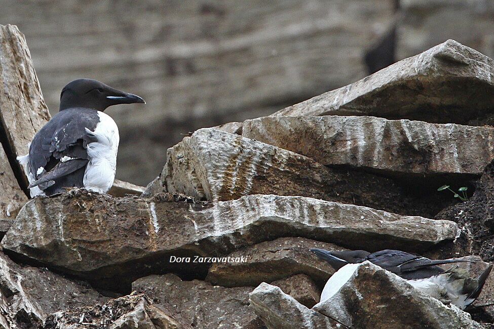 Guillemot de Brünnich