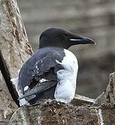 Guillemot de Brünnich