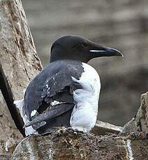 Guillemot de Brünnich