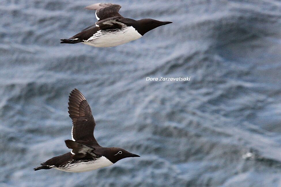 Common Murre