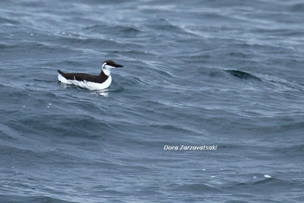 Common Murre