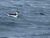 Guillemot de Troïl