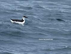 Common Murre