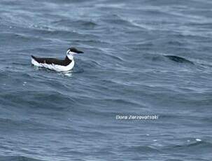 Guillemot de Troïl