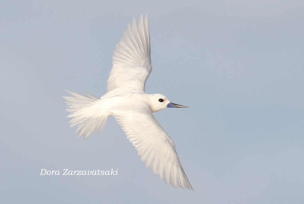 White Tern
