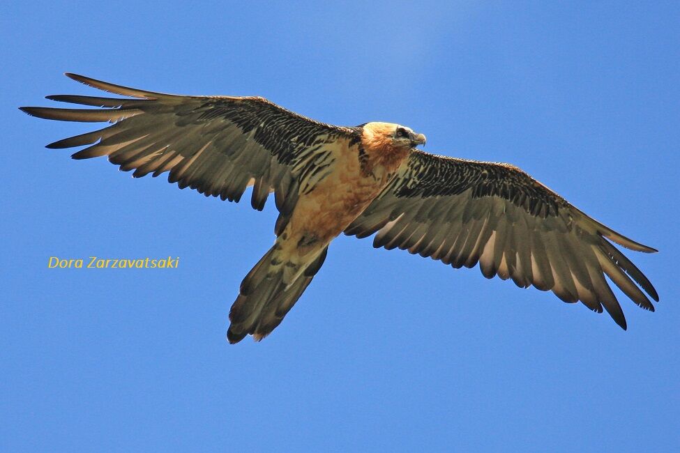 Bearded Vultureadult, Flight