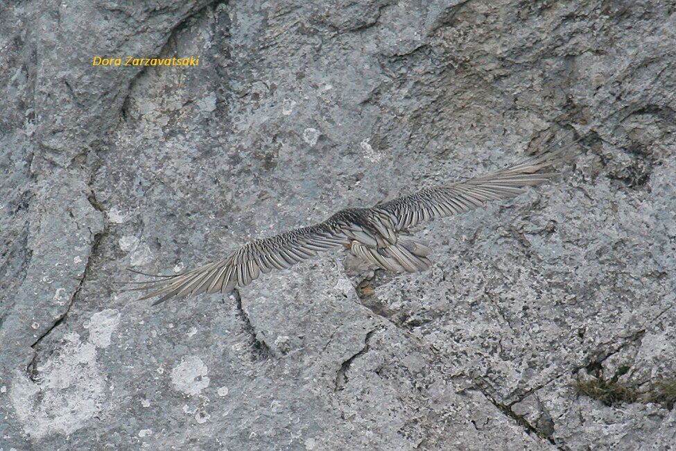 Bearded Vulture, camouflage, Flight