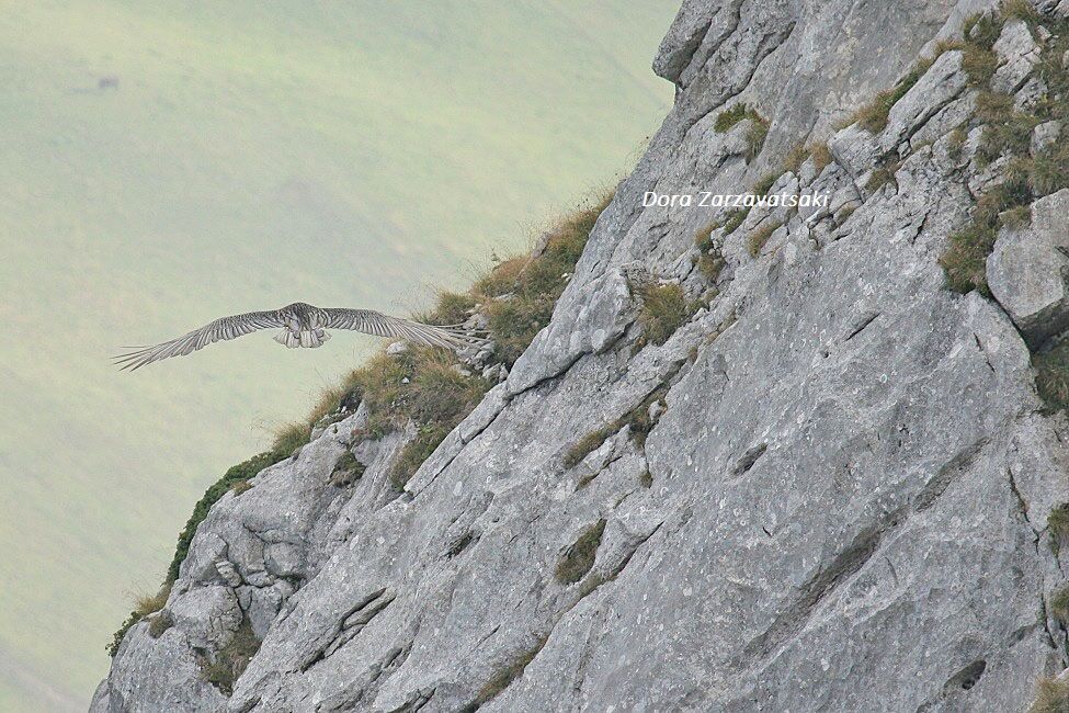 Bearded Vulture