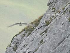 Bearded Vulture