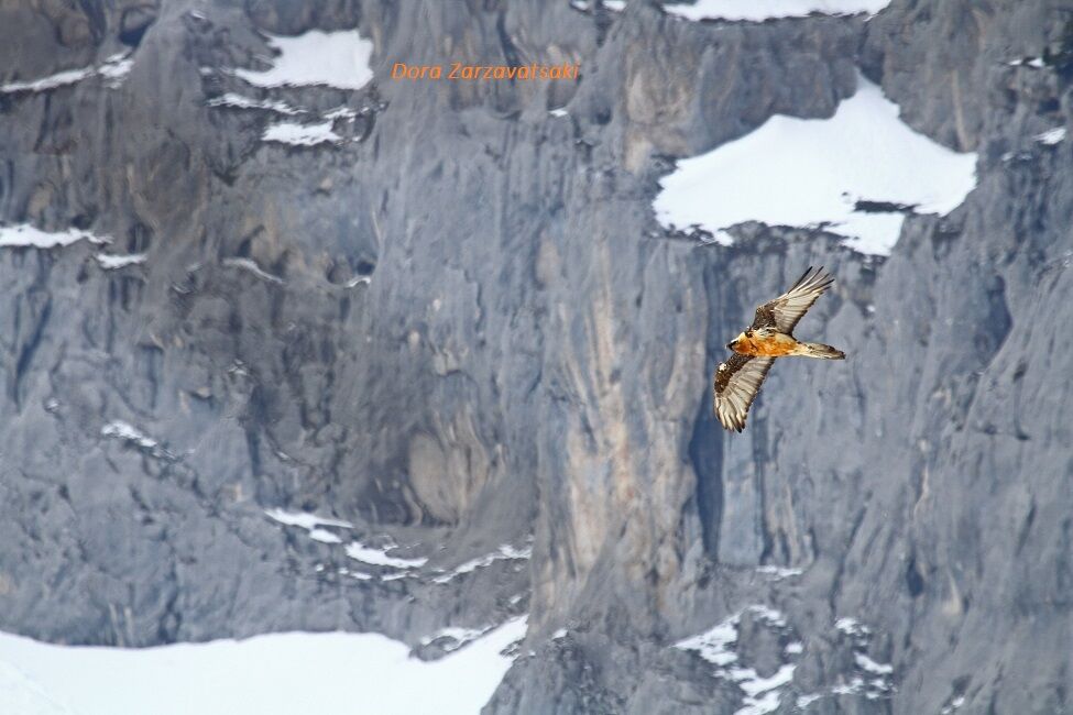 Bearded Vulture