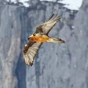 Bearded Vulture