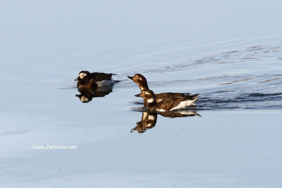 Long-tailed Duck