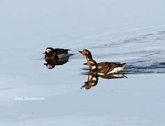 Long-tailed Duck