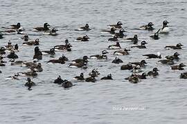 Long-tailed Duck