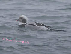 Long-tailed Duck