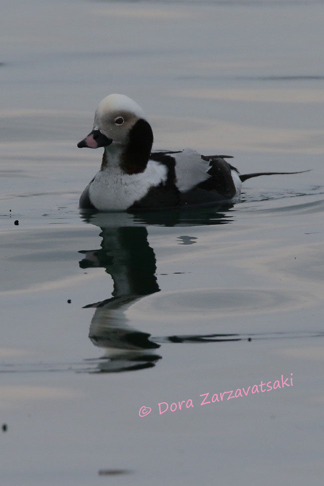 Long-tailed Duck