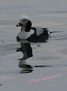 Long-tailed Duck