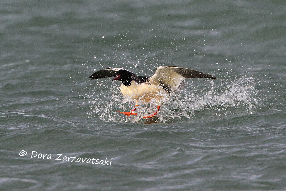 Common Merganser male adult