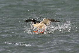 Common Merganser