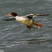 Common Merganser