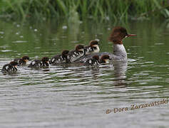 Common Merganser