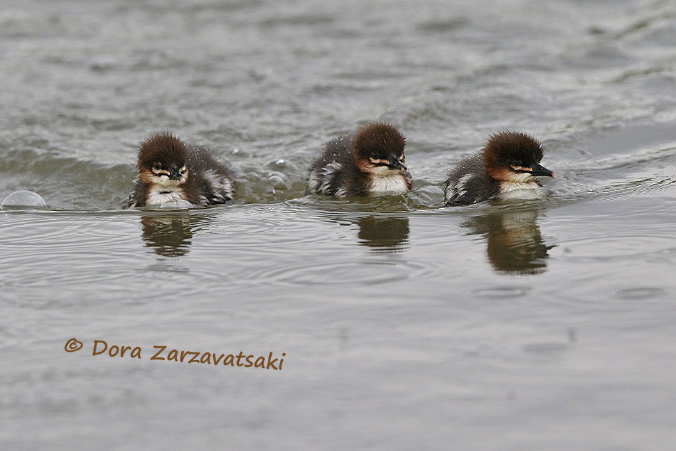 Common Merganser, Reproduction-nesting