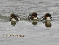 Common Merganser