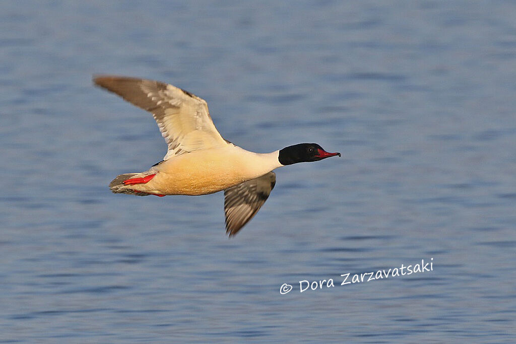 Common Merganseradult, Flight