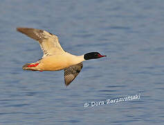 Common Merganser