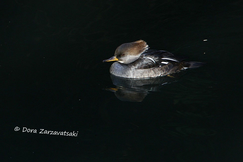 Hooded Merganser