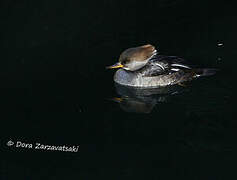 Hooded Merganser