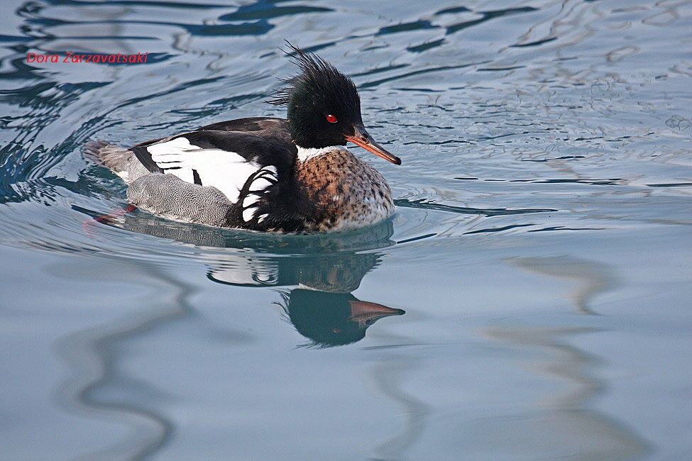 Red-breasted Merganser male adult