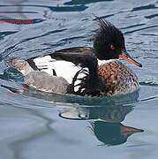 Red-breasted Merganser