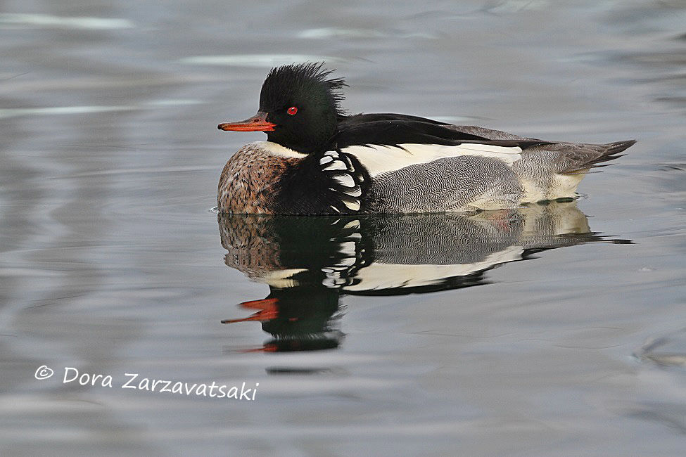 Red-breasted Merganser