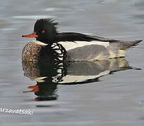 Red-breasted Merganser